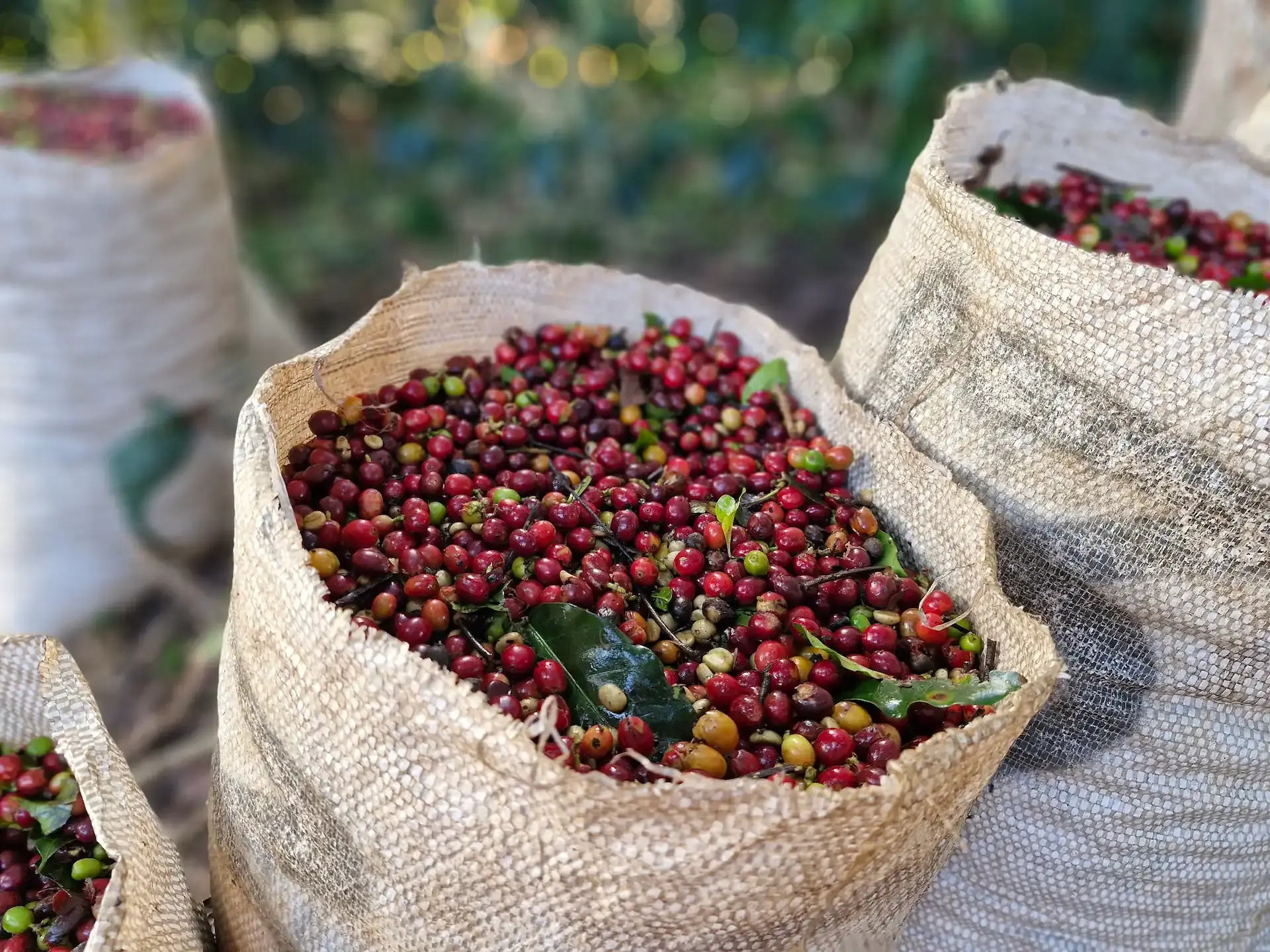 Sacas de juta com cerejas de café recém-colhidas