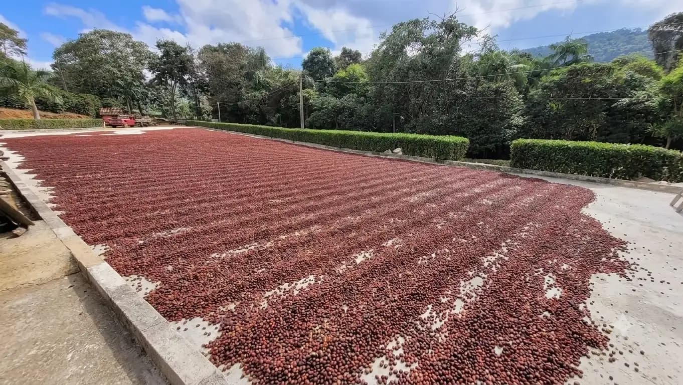 O terreiro da Aya Cafés com o café secando ao sol